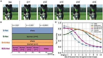 Frontiers | Does training with blurred images bring convolutional